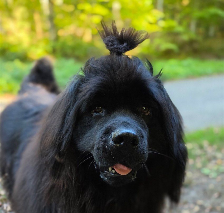 Terre-neuve noir avec un chignon en promenade en forêt