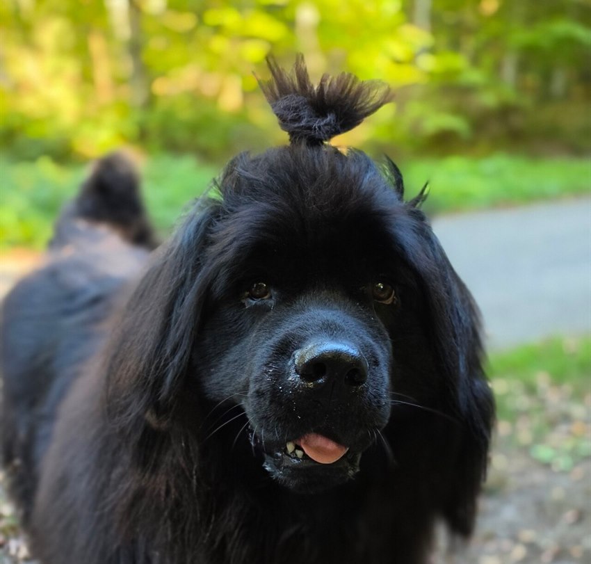 Terre-neuve noir avec un chignon en promenade en forêt